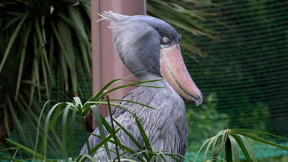 Bico-de-sapato