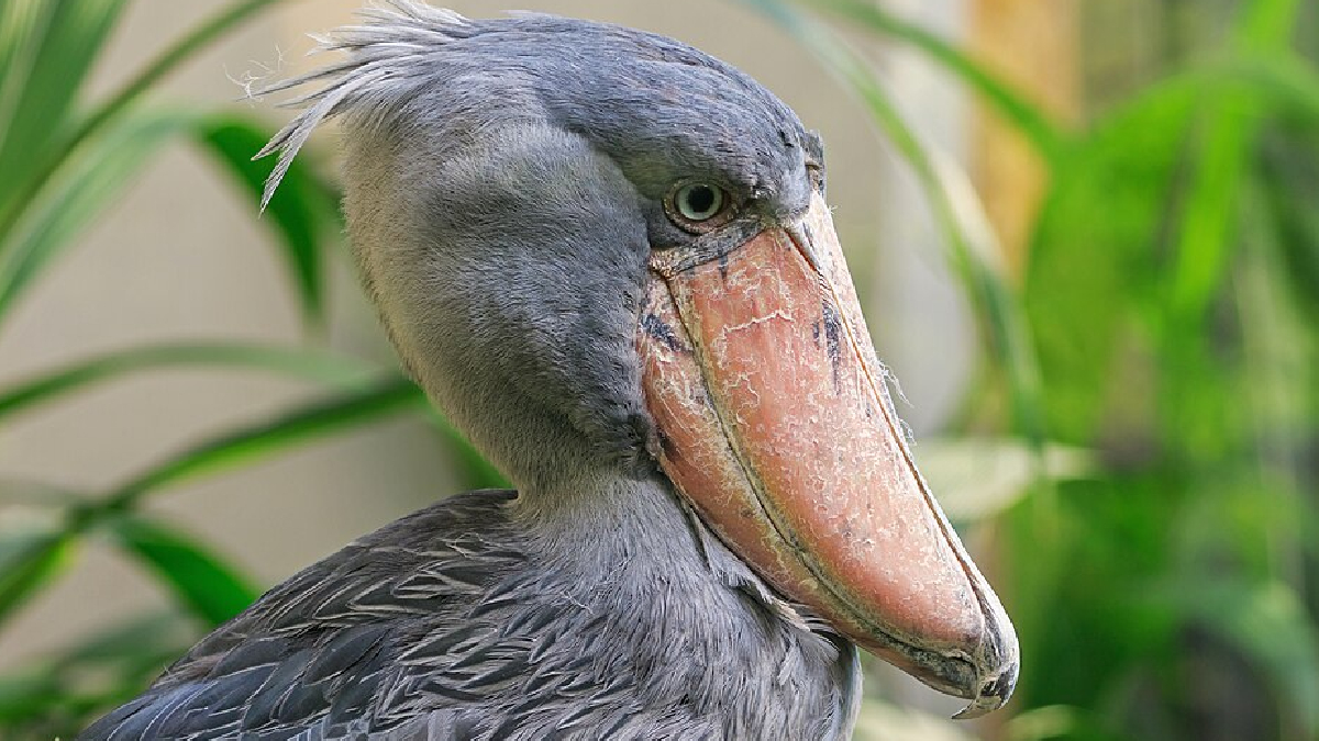 Bico-de-sapato