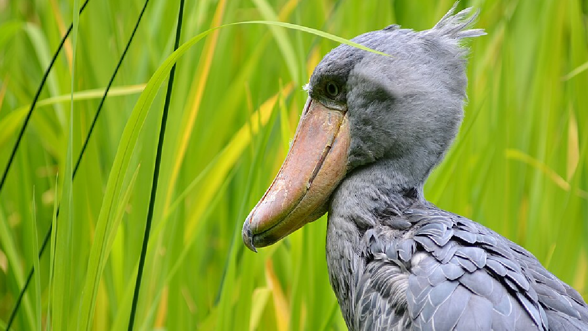 Bico-de-sapato