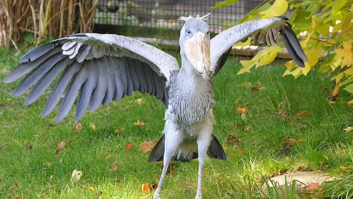 Bico-de-sapato