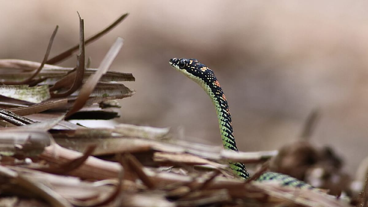 chrysopelea, cobra-voadora