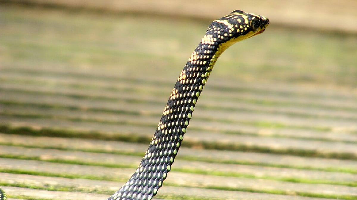 chrysopelea, cobra-voadora