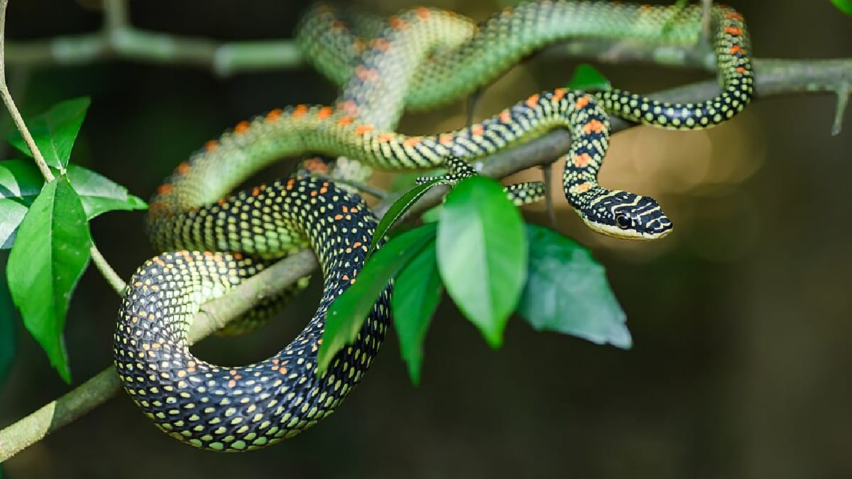 chrysopelea, cobra-voadora