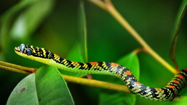 chrysopelea, cobra-voadora