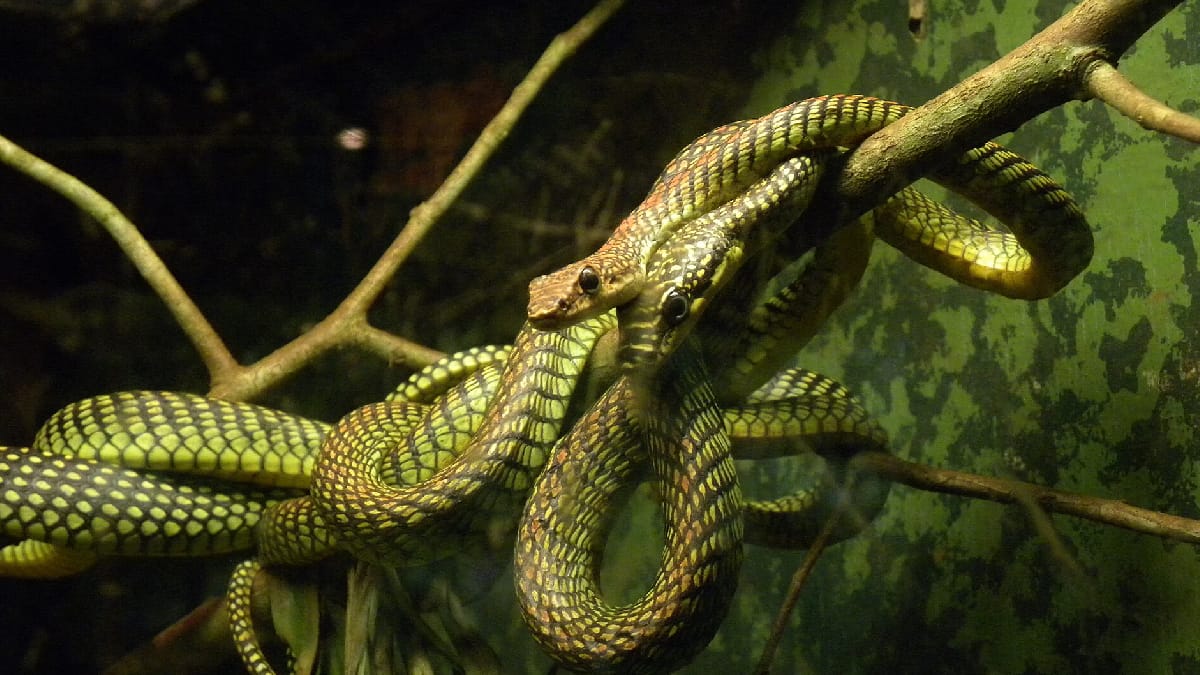 chrysopelea, cobra-voadora