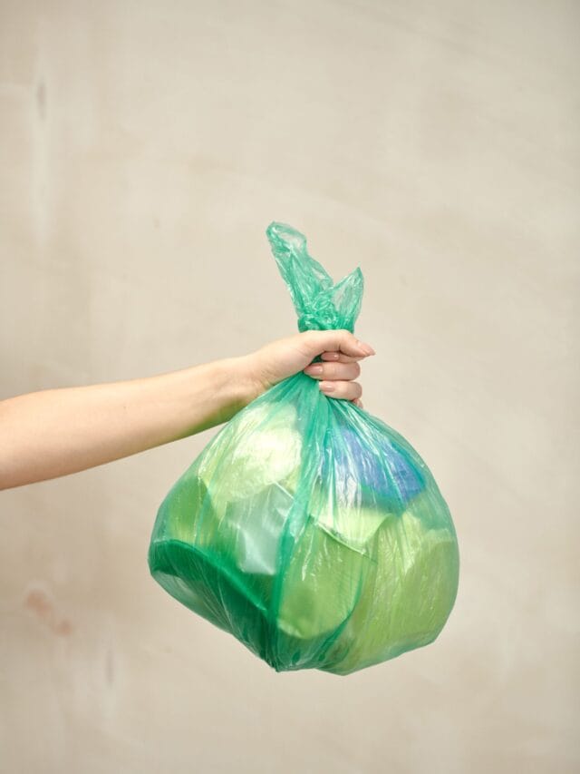 Folhas de louro no fundo do lixo: descubra para que servem duas folhas secas, o efeito sobre as moscas e o que fazer quando surgem larvas no calor