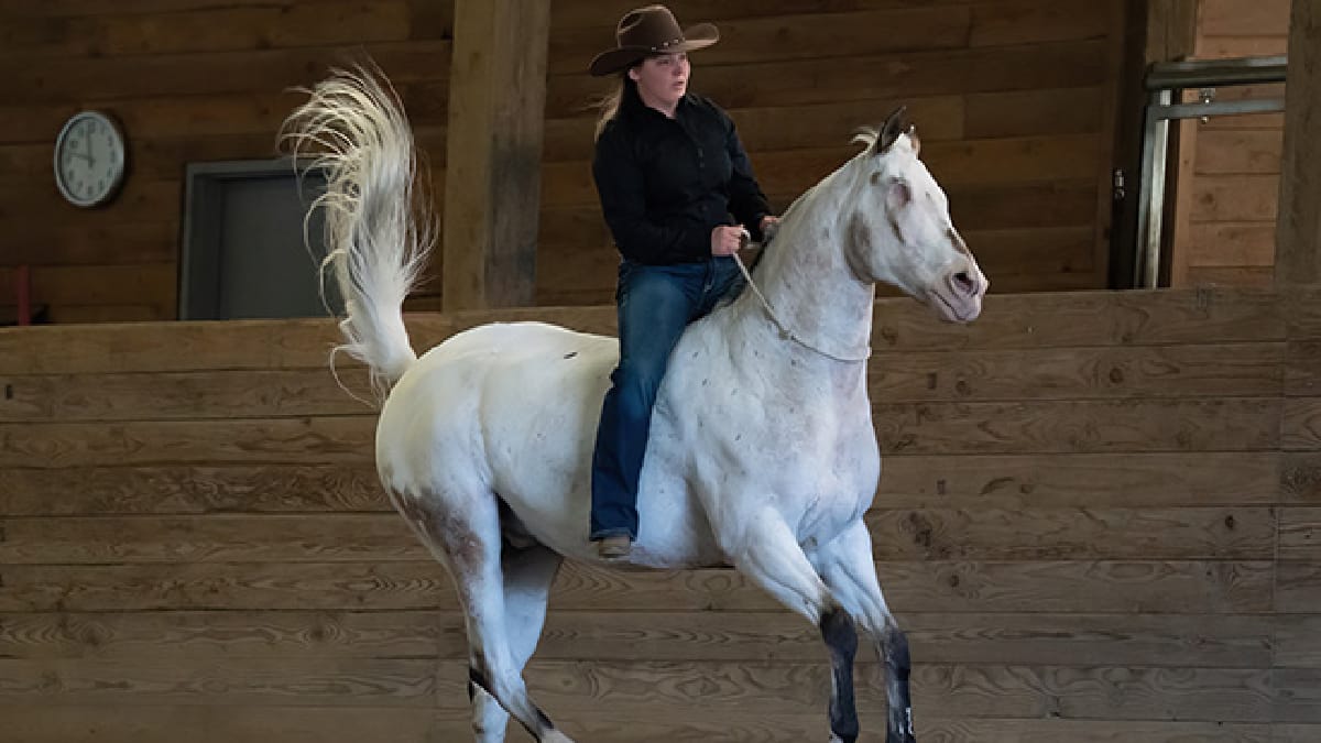 Endo, cavalo cego e recordista
