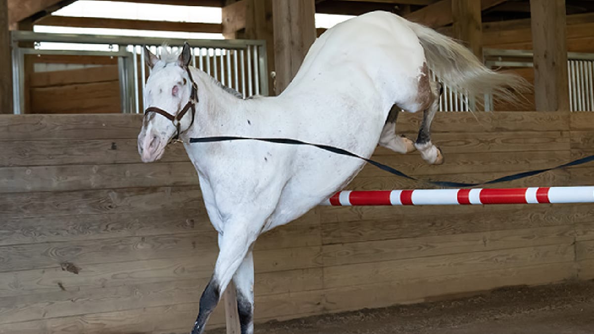 Endo, cavalo cego e recordista