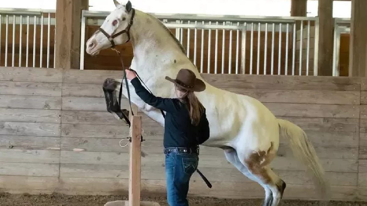 Endo, cavalo cego e recordista