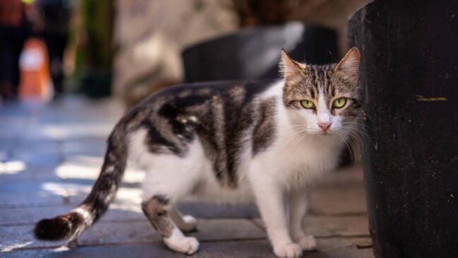 A tradição de levar felinos nos navios para combater ratos ajudou a fortalecer a presença desses animais na região ao longo dos séculos.