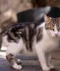 Cidade com mais de 160 mil gatos surpreende turistas com felinos que circulam livremente por metrôs, cafés e lojas e recebem cuidados dos moradores