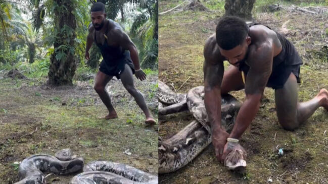 Homem lutando contra cobra