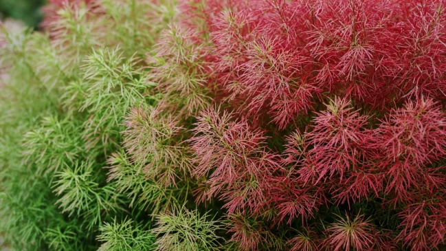 Folhagem densa de kochia em transição do verde para o vermelho rubi