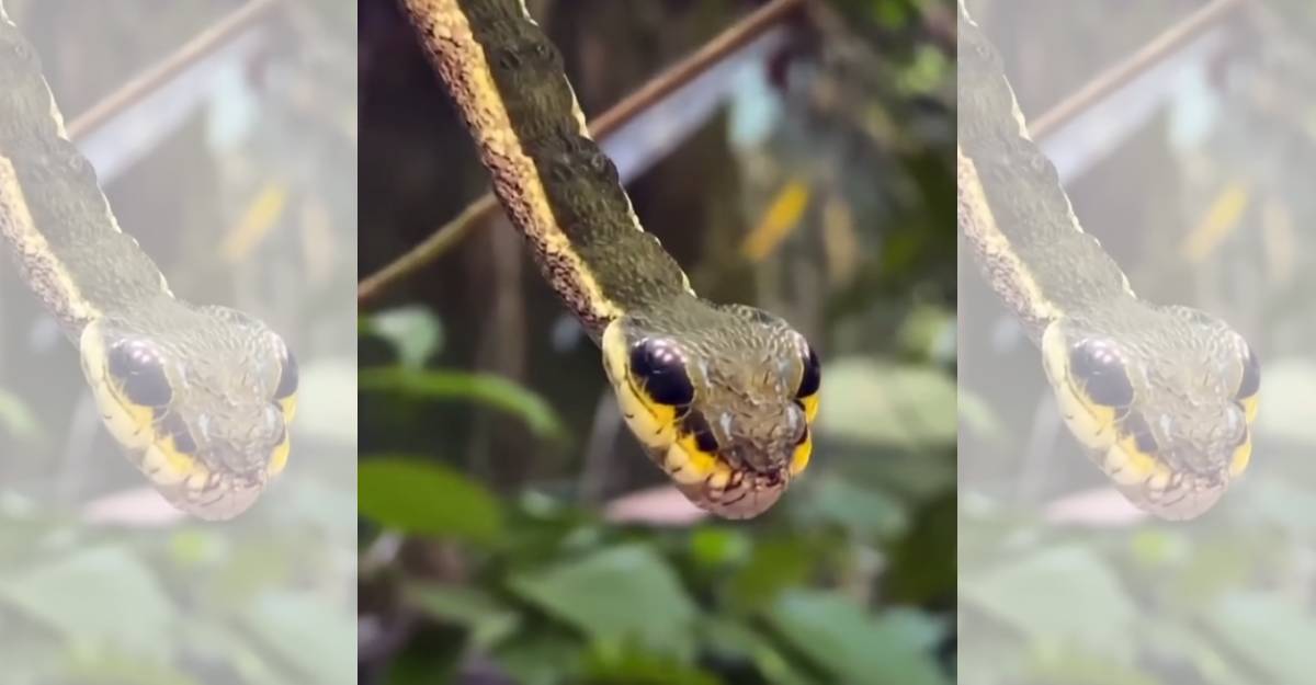 Lagarta-cobra (Reprodução/Instagram)