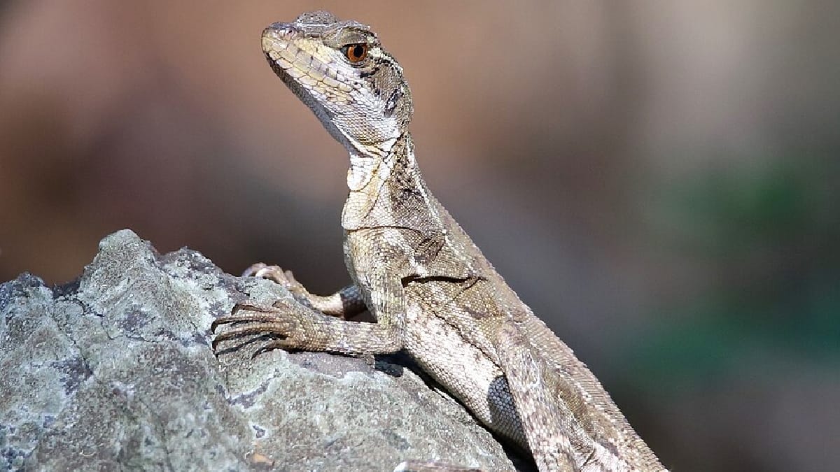 Lagarto-jesus-cristo