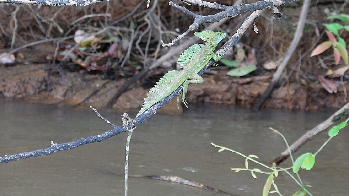 Lagarto-jesus-cristo