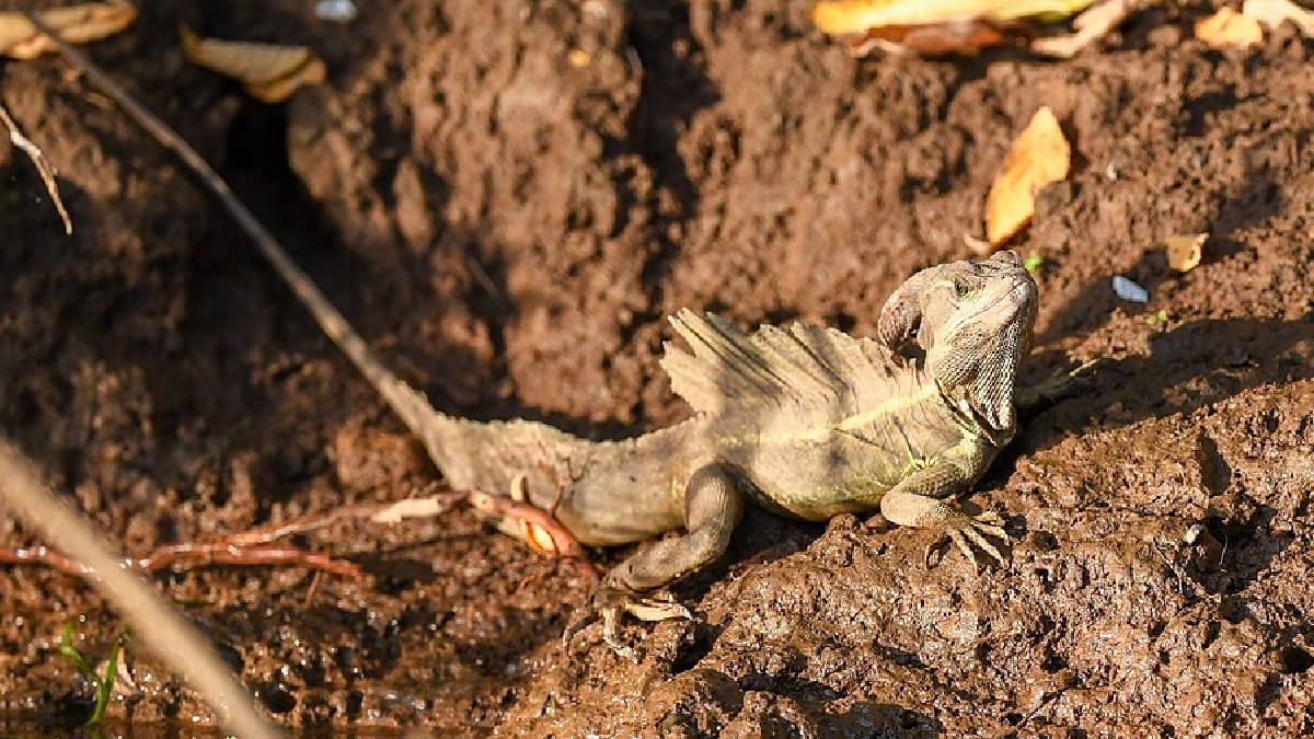 Lagarto-jesus-cristo