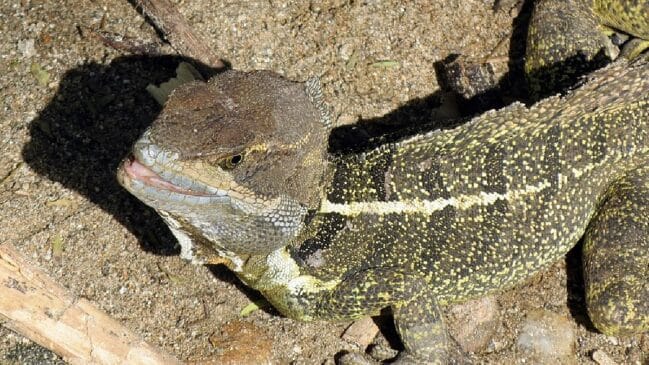 Lagarto-jesus-cristo