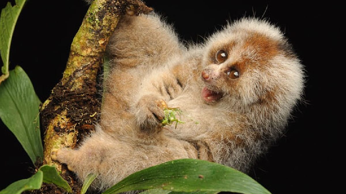 Loris lento de Bangka