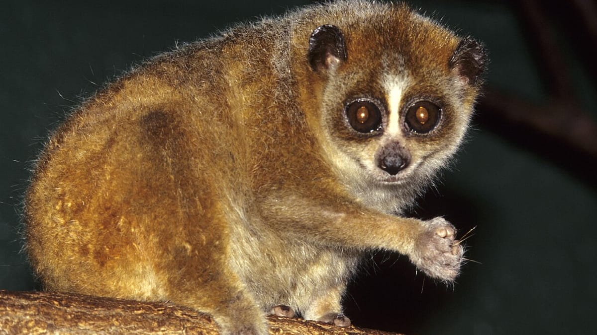 Loris Pigmeu