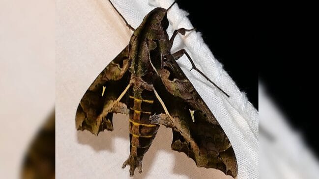 Lagarta mariposa