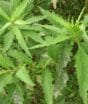 Mentruz no quintal é fácil de cultivar e chama atenção pelos usos na cozinha e na horta, mas poucos sabem como plantar essa erva e quais cuidados tomar para aproveitar suas propriedades e evitar erros no cultivo
