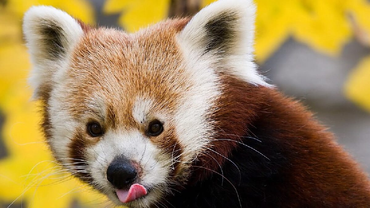 Panda-vermelho