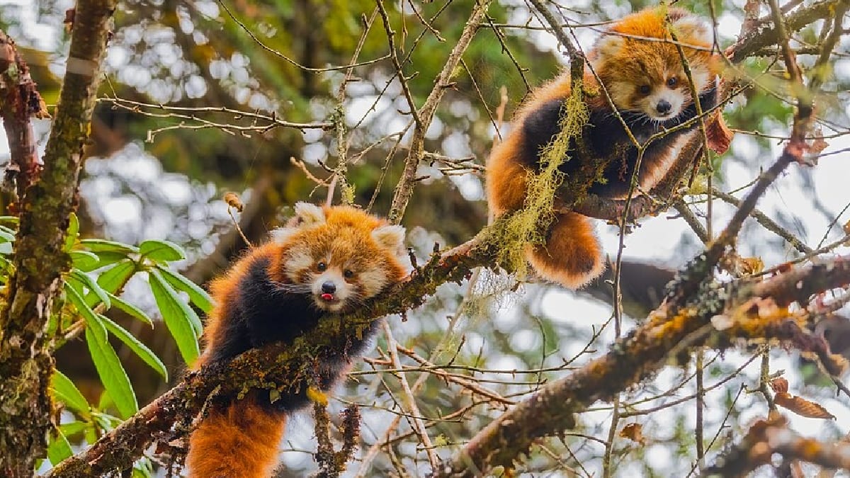 Panda-vermelho
