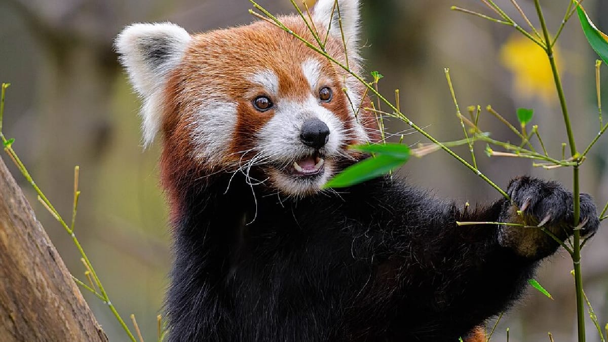 Panda-vermelho