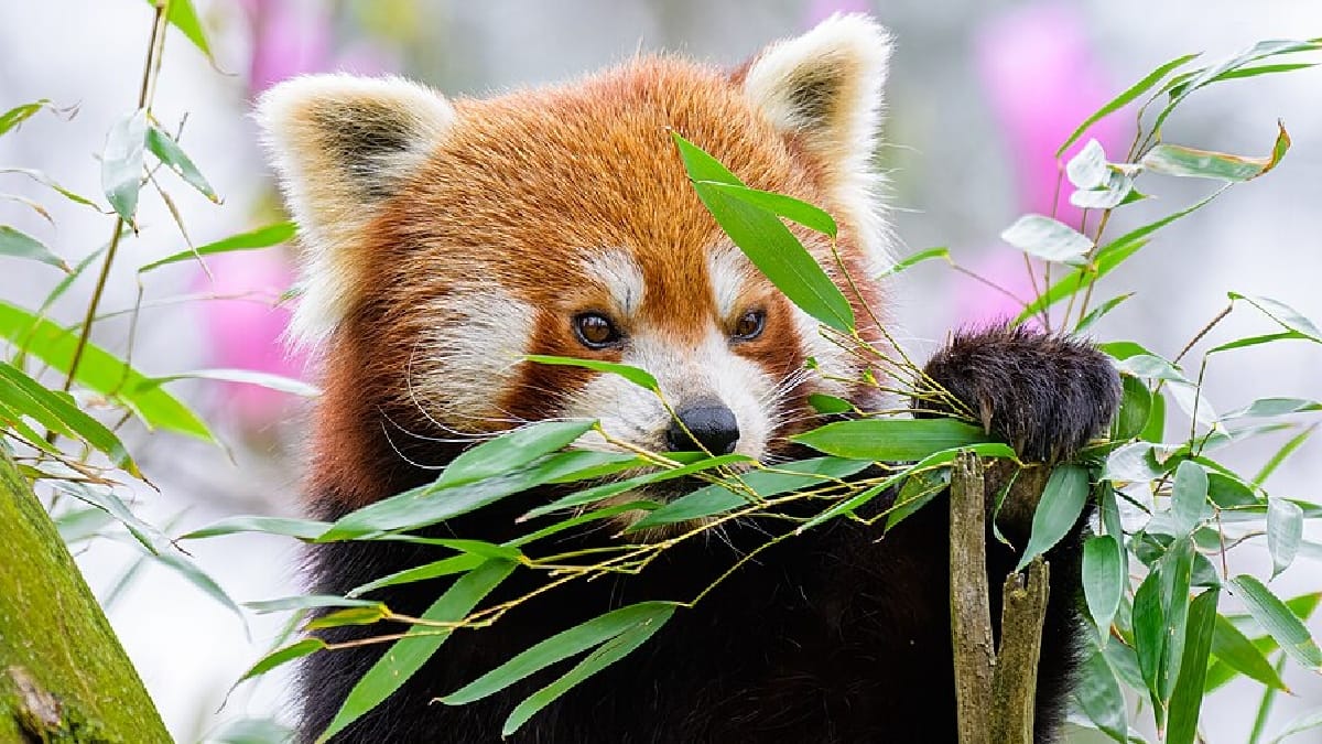 Panda-vermelho