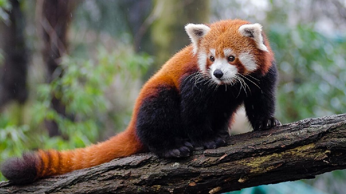 Panda-vermelho