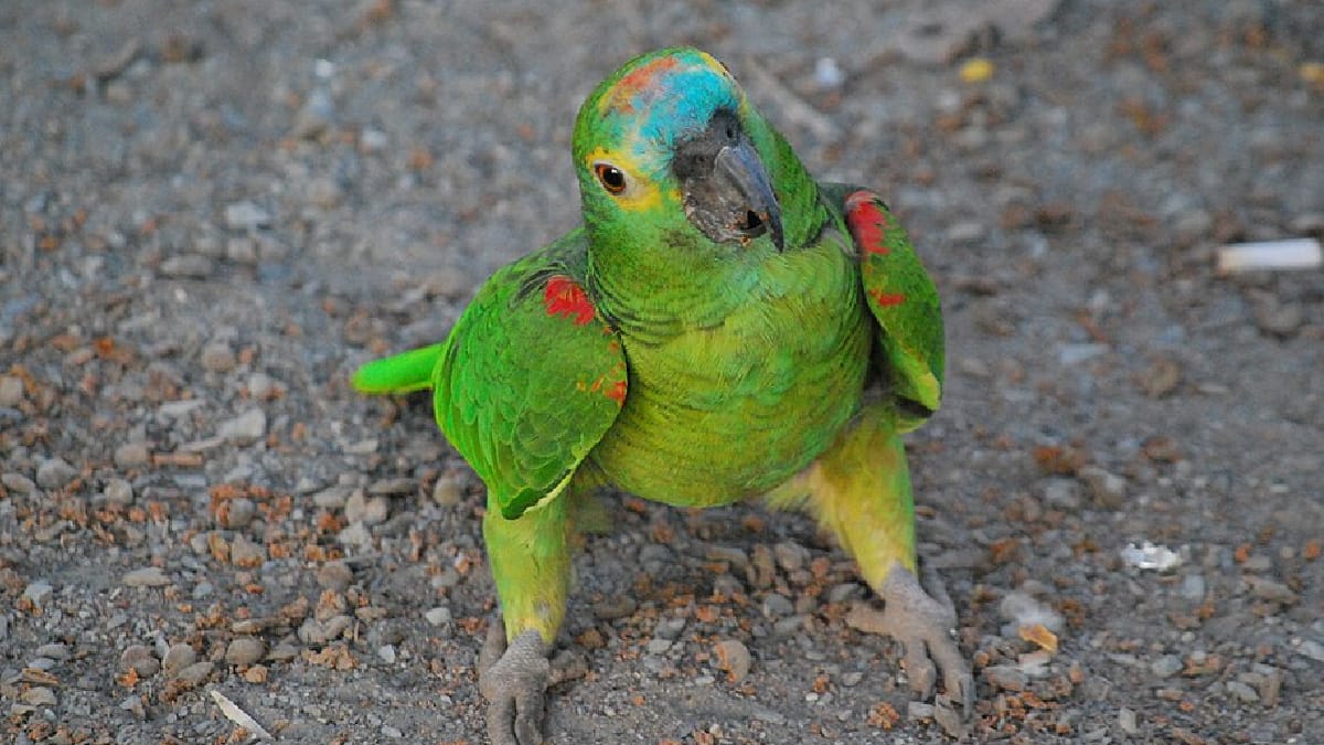 Papagaio