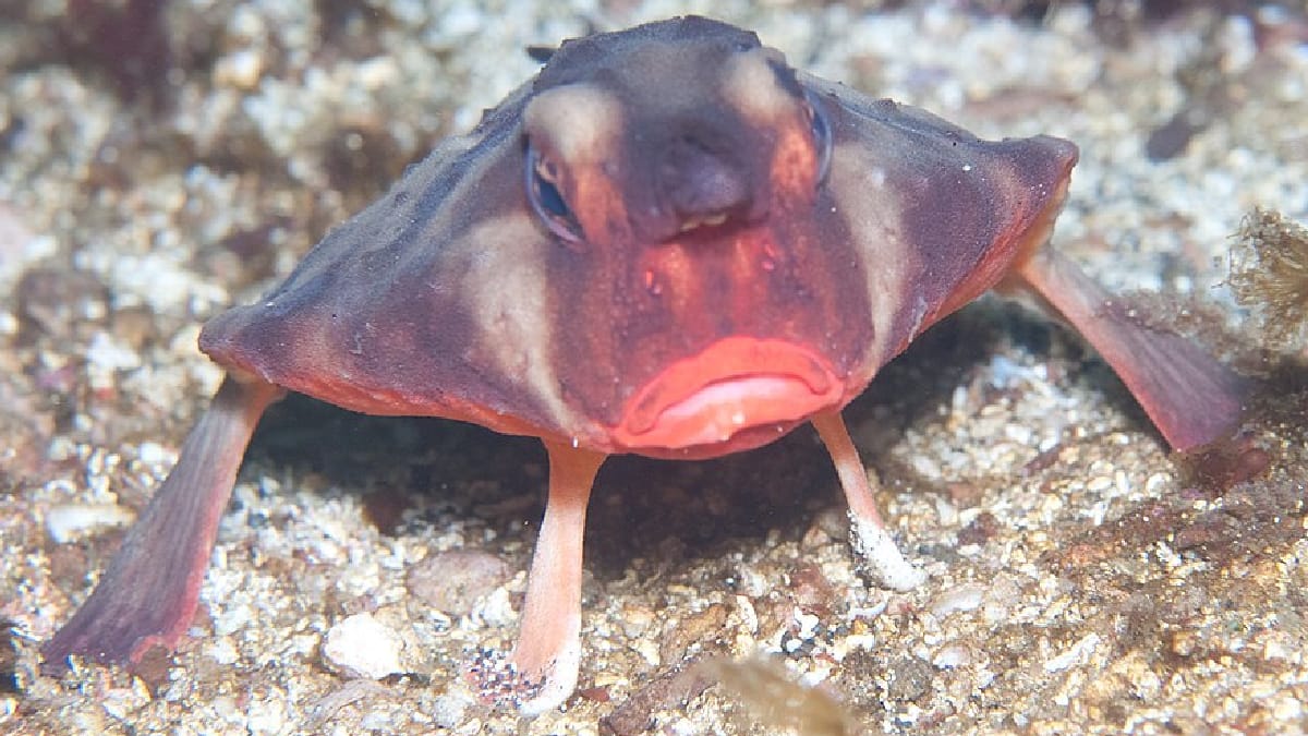 Peixe-Batom