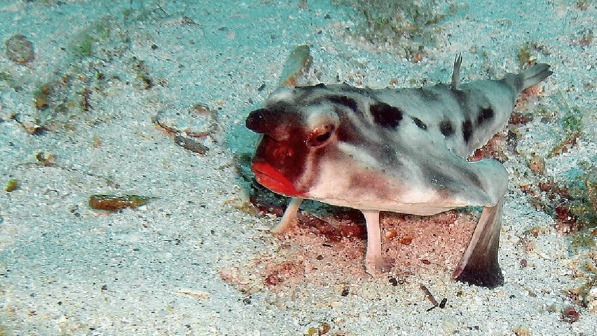Peixe-Batom