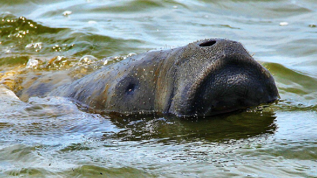 Peixe-boi