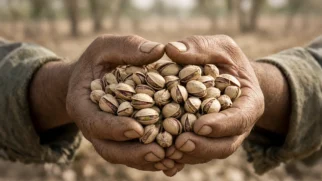 Mãos de agricultor com pistaches recém-colhidos sob luz de calor seco