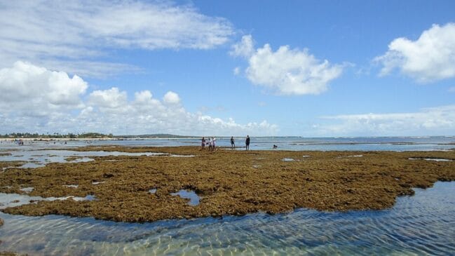 Praia da Espera, Itacimirim, Camaçari, Bahia/Adnailza/Wikimedia Commons