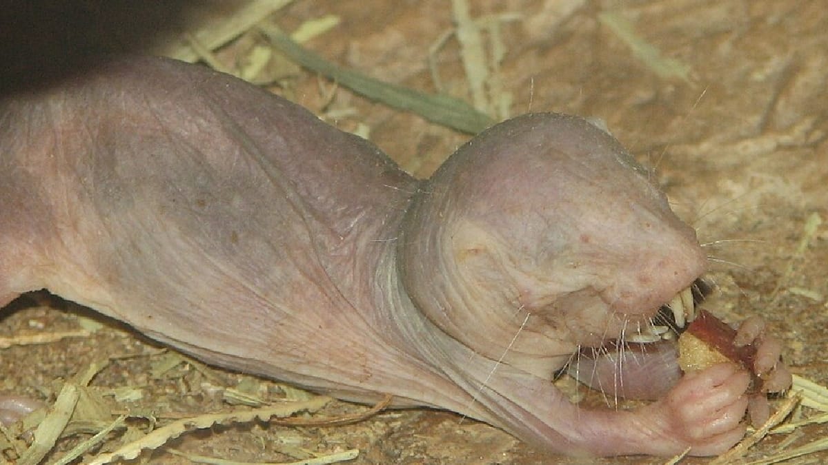 Rato-toupeira-pelado
