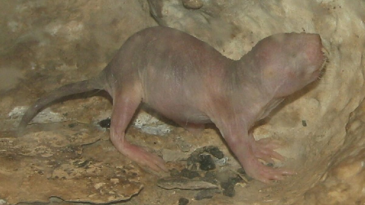 Rato-toupeira-pelado