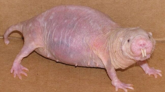 Rato-toupeira-pelado