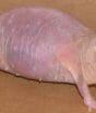 Rato-toupeira-pelado parece um ‘cachorro-quente com dentes’, mas desafia o envelhecimento, resiste ao câncer e sobrevive sem oxigênio por minutos