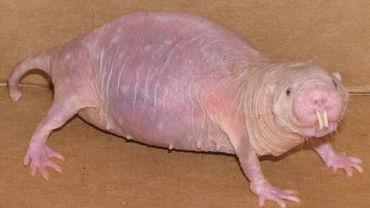 Rato-toupeira-pelado