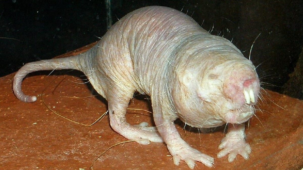 Rato-toupeira-pelado