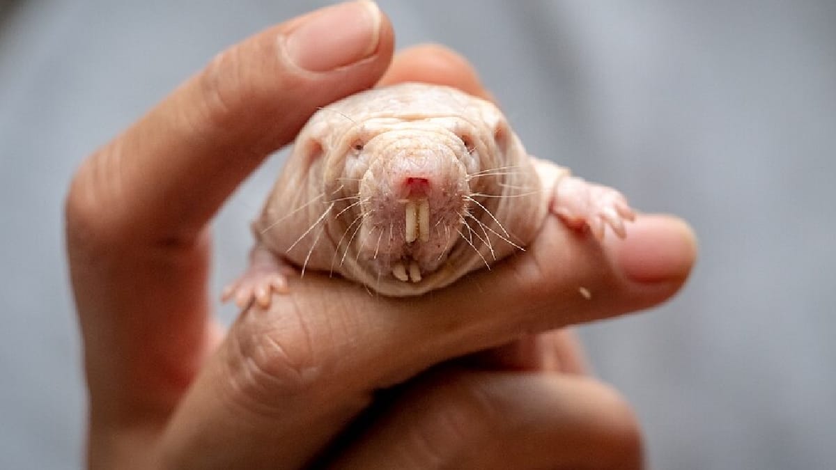 Rato-toupeira-pelado