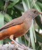 Sabiá-laranjeira anuncia o amanhecer com seu canto, mas o barulho das cidades pode estar mudando o horário em que a ave começa a cantar