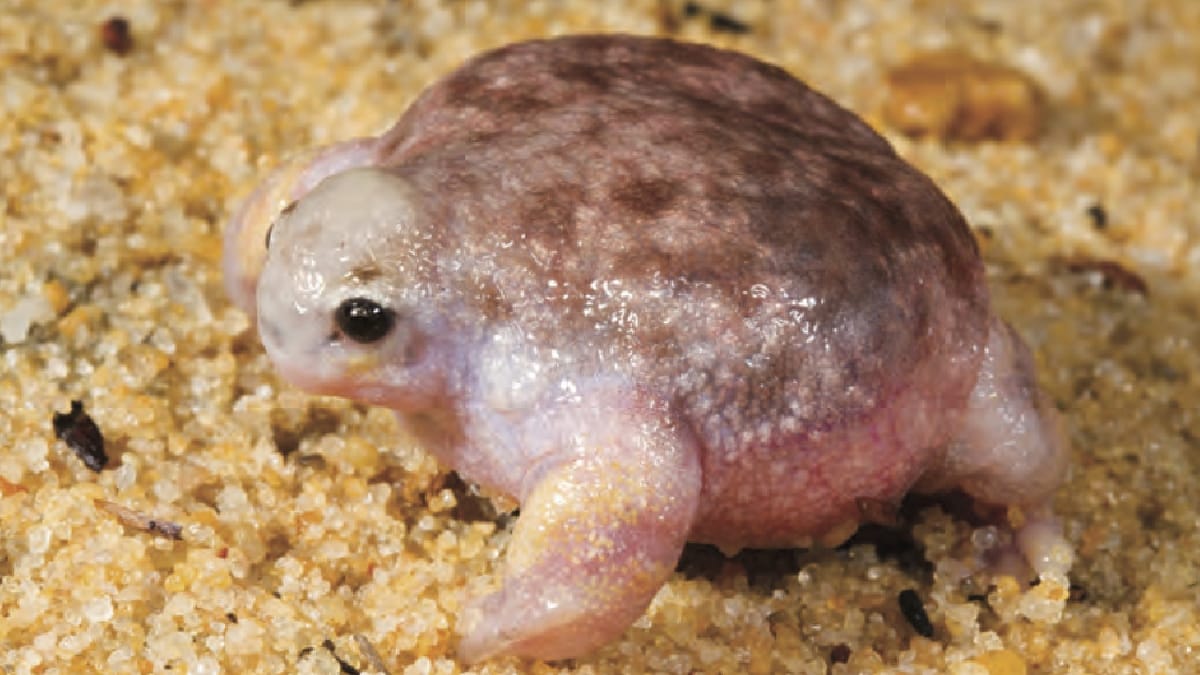 Sapo-tartaruga