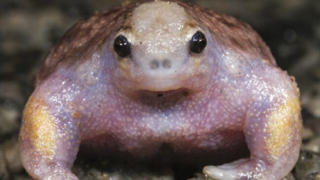 Sapo-tartaruga