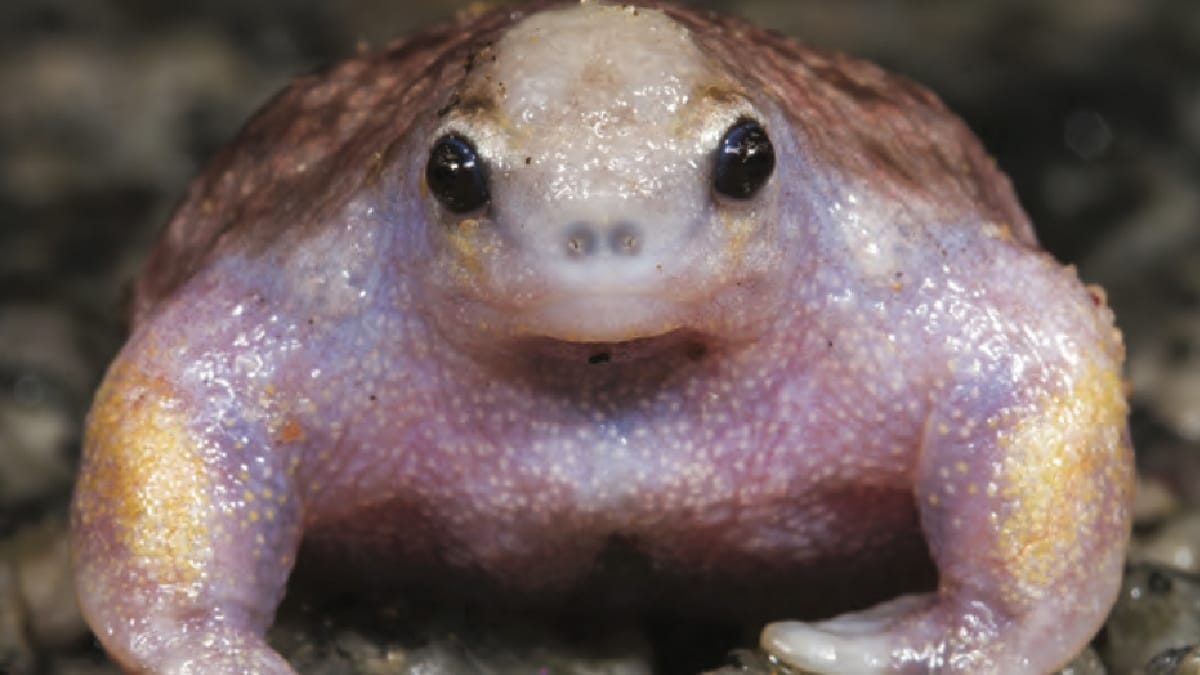 Sapo-tartaruga
