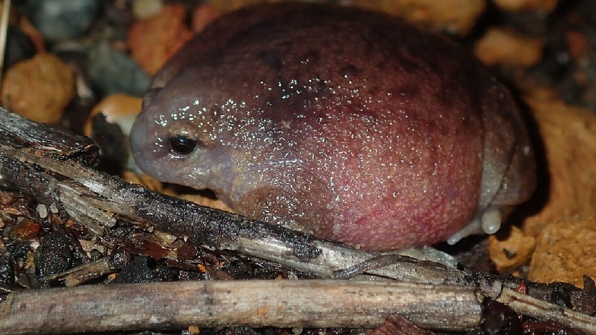 Sapo-tartaruga