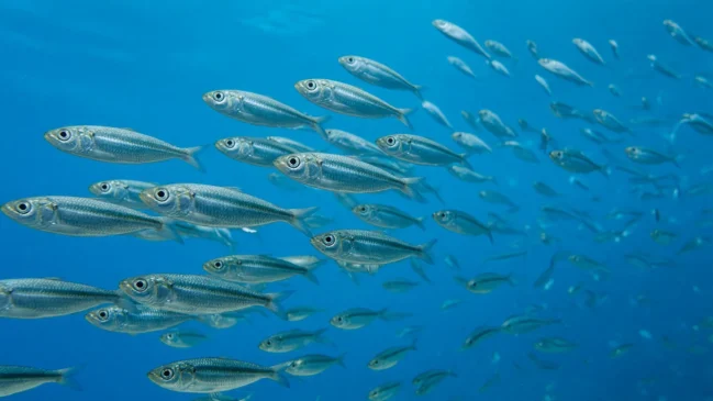 Cardume de sardinhas prateadas em água azul do Mediterrâneo